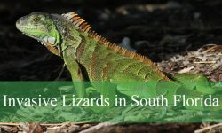 Strange Invasive Lizards Taking Over South Florida