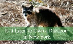 Is It Legal to Own a Raccoon in New York? Here’s the Truth