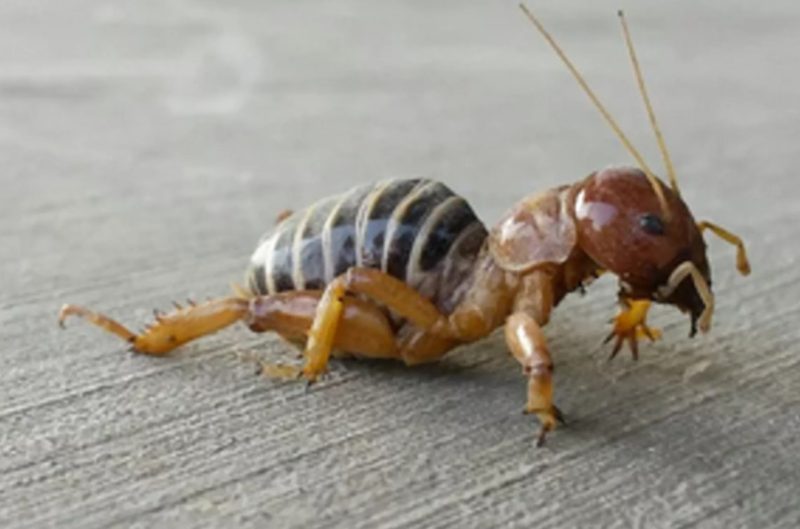 Dangerous Bugs in Utah