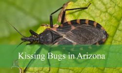 Hidden Facts About Kissing Bugs in Arizona You Should Know