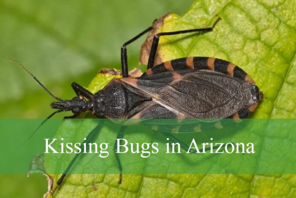 Kissing Bugs in Arizona