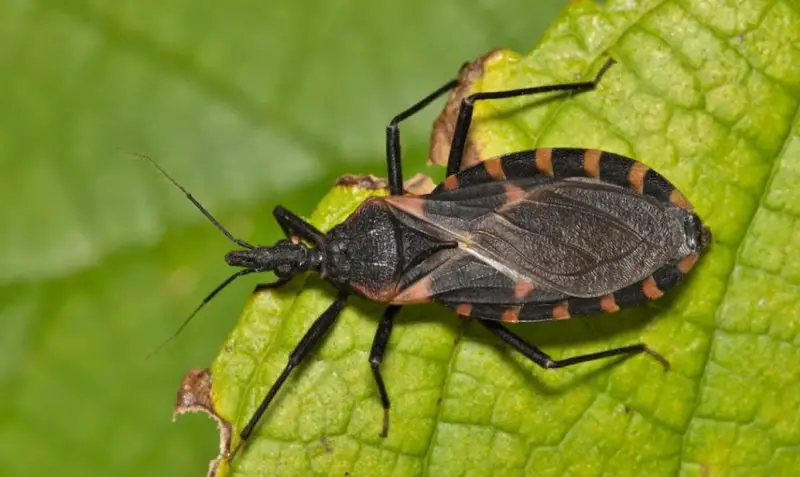 Kissing Bugs in Arizona