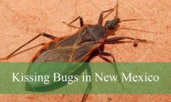 How Do Kissing Bugs in New Mexico Bite Venomously at Night?