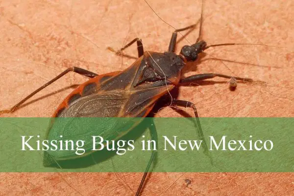 Kissing Bugs in New Mexico