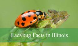 6 Ladybug Facts in Illinois You Didn’t Expect