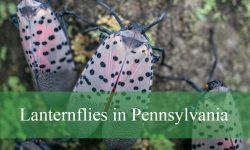 Secrets About Lanternflies in Pennsylvania Vineyards