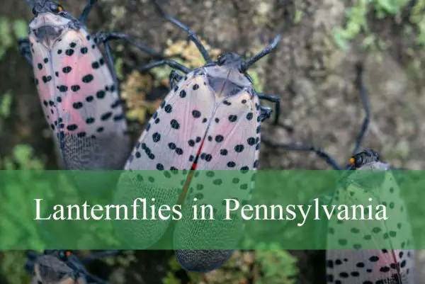 Lanternflies in Pennsylvania Vineyards