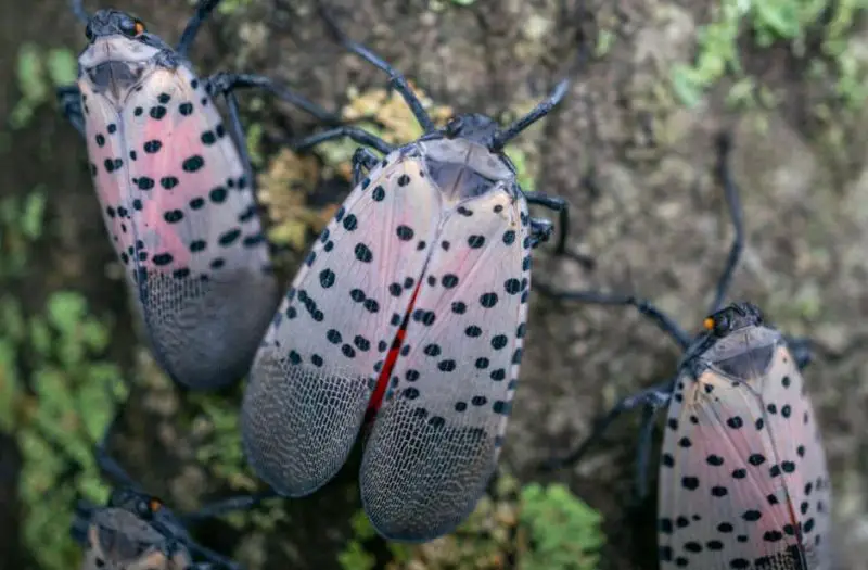 Lanternflies in Pennsylvania Vineyards