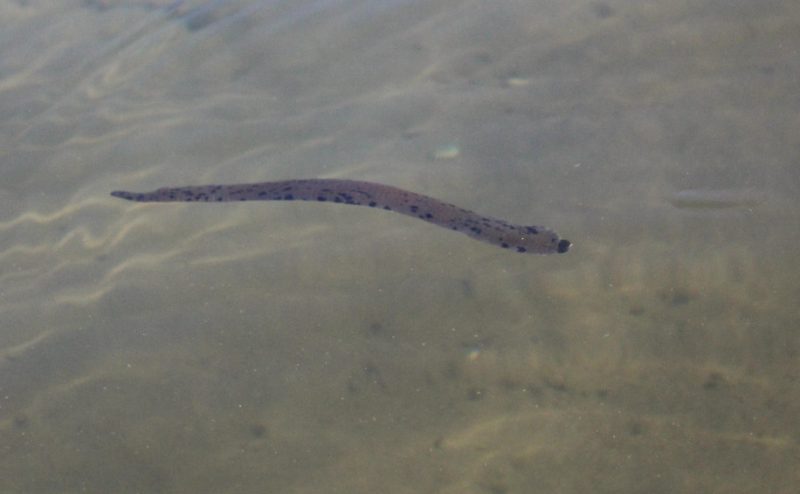 Leeches in Minnesota Lakes