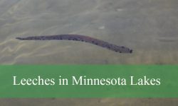 The Truth About Leeches in Minnesota Lakes You Didn’t Know