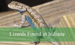 8 Types of Lizards Found in Indiana (Pictures and Identification)