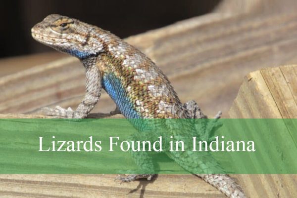Lizards Found in Indiana