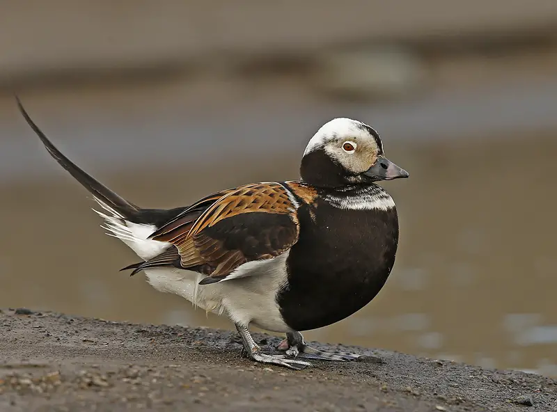 Long-tailed Ducks in Michigan