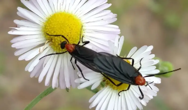 Lovebugs in Florida Highways