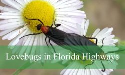 What You Didn’t Know About Lovebugs in Florida Highways