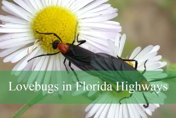 Lovebugs in Florida Highways