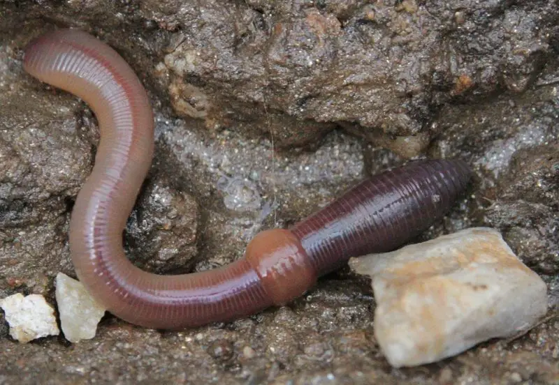 Worms Invading Washington