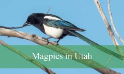 What You Didn’t Know About Magpies in Utah