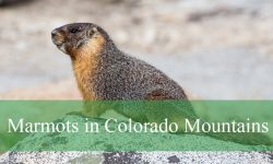 The Truth About Marmots in Colorado Mountains