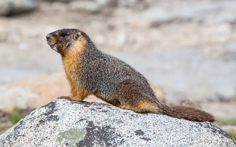Marmots in Colorado Mountains