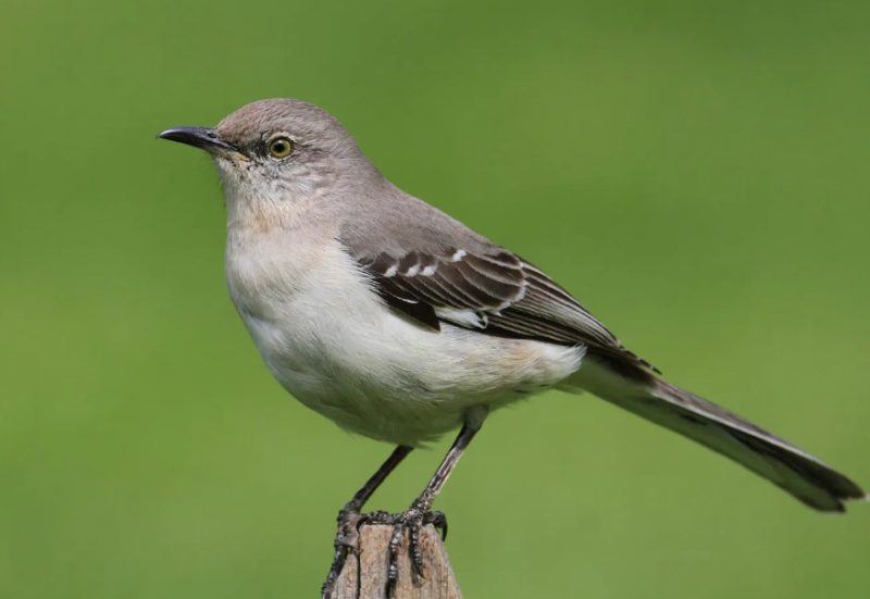 Mockingbirds in Florida
