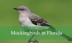 Hidden Facts About Mockingbirds in Florida Few People Know
