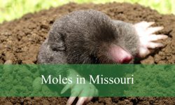 Shocking Facts About Moles in Missouri You Should Know
