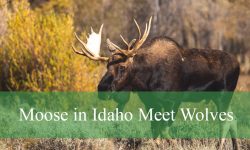 What Happens When Moose in Idaho Meet Wolves?