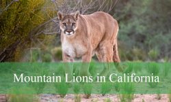 Secrets About Mountain Lions in California That Locals Don’t Know