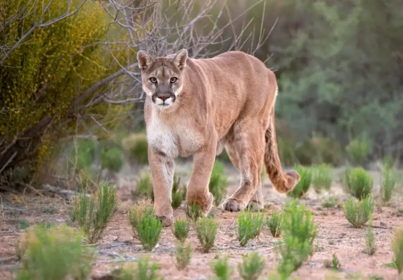 Mountain Lions in California