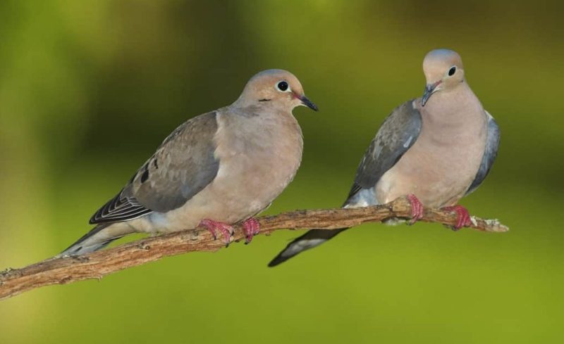 Types of Doves in Kansas
