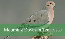 Secrets About Mourning Doves in Tennessee Backyards