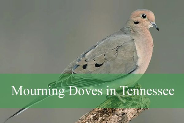 Mourning Doves in Tennessee