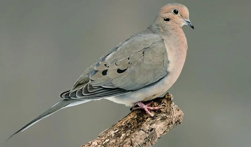 Mourning Doves in Tennessee