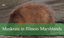 Unknown Facts About Muskrats in Illinois Marshlands