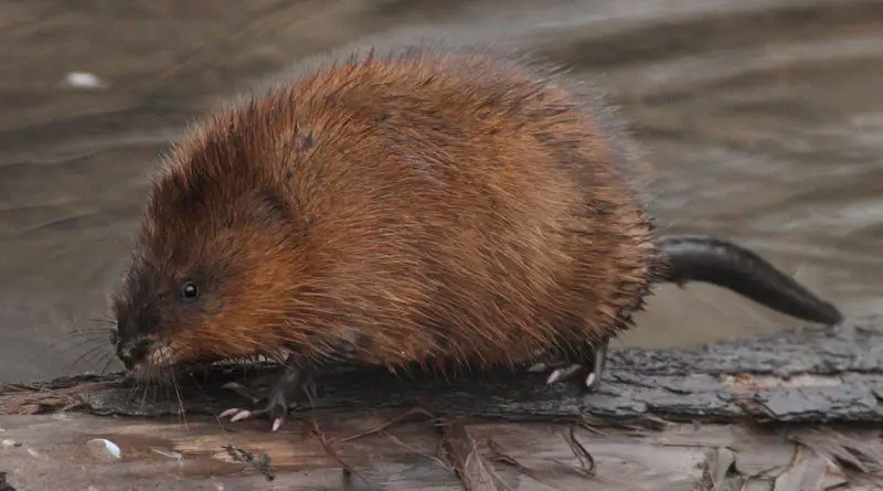 Muskrats in Illinois Marshlands