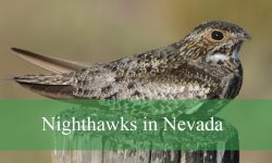 Hidden Facts About Nighthawks in Nevada That Will Surprise You