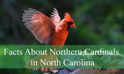 Surprising Facts About Northern Cardinals in North Carolina