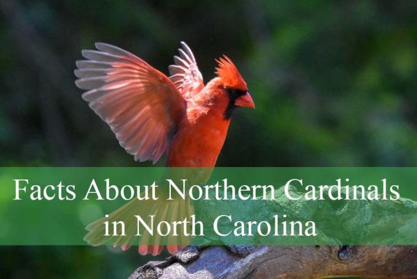 Northern Cardinals in North Carolina