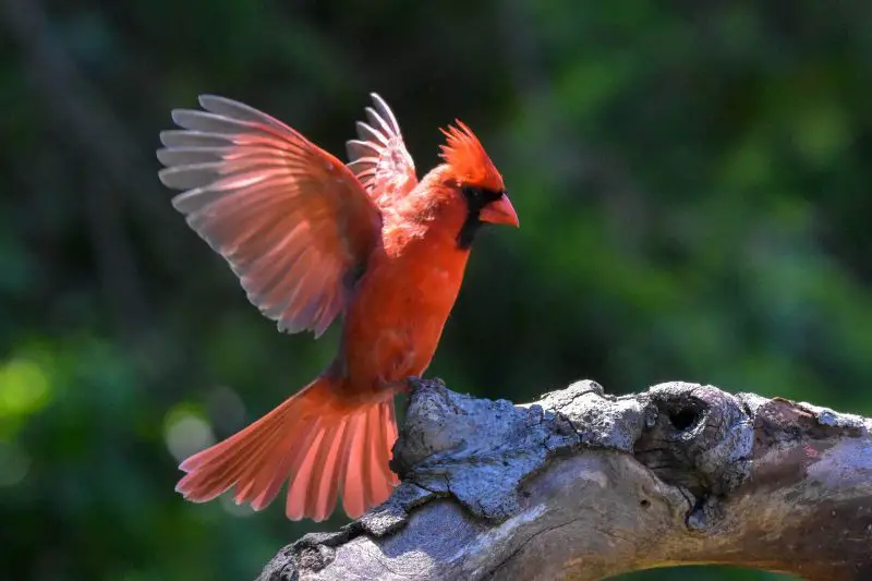 Northern Cardinals in North Carolina