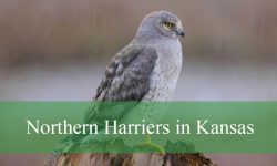 What You Didn’t Know About Northern Harriers in Kansas