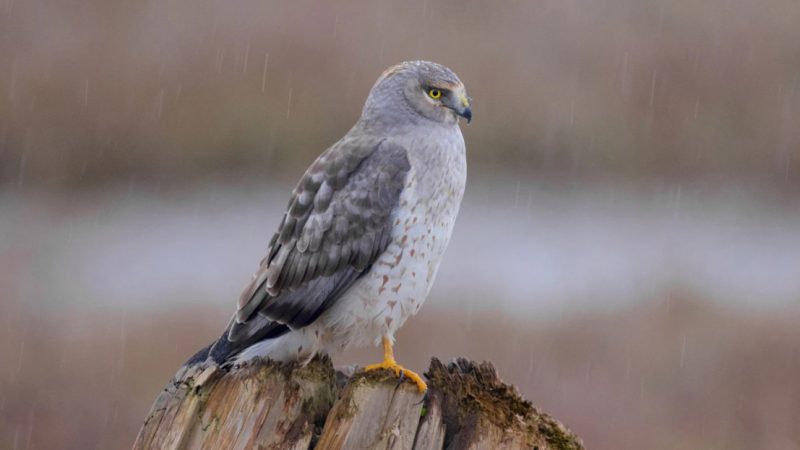 Northern Harriers in Kansas