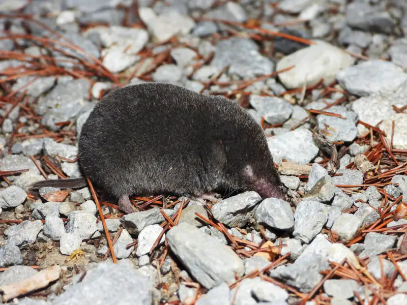 Northern Short-tailed Shrew (Blarina brevicauda)
