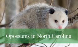 Hidden Facts About Opossums in North Carolina