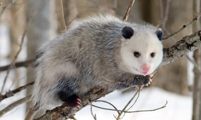 Opossums in North Carolina