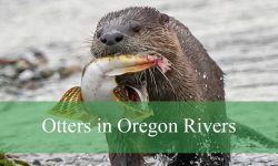 What You Didn’t Know About Otters in Oregon Rivers