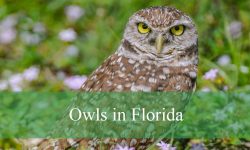 Why Owls in Florida Nest in Abandoned Buildings