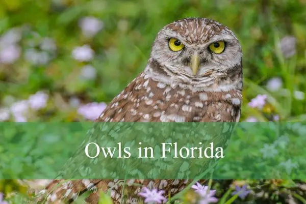 Owls in Florida