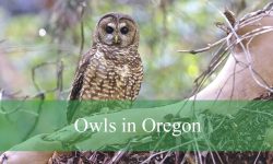 Uncovering the Hidden Secrets of Owls in Oregon Forests