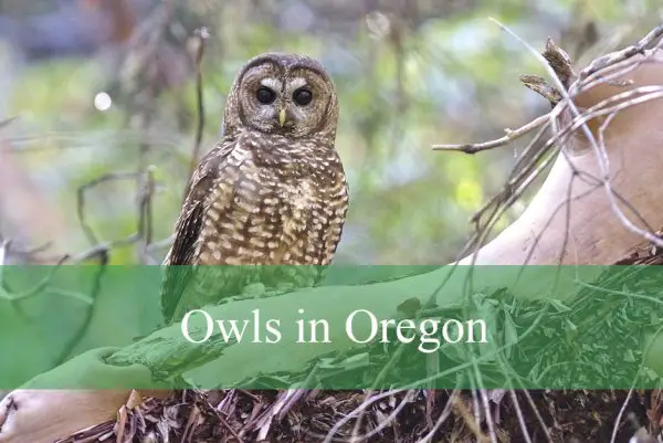 Owls in Oregon